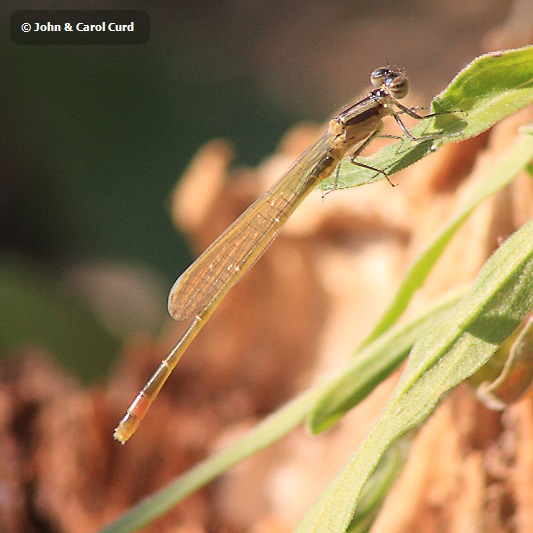 IMG_3655 Ischnura elegans.JPG